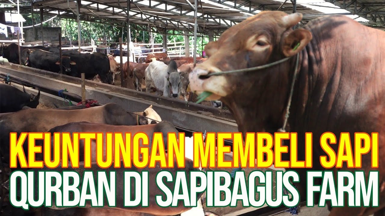 
                                 Keuntungan-Membeli-Qurban-Sapibagus-2022